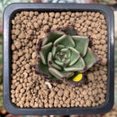 Echeveria Agavoides 'Sarabony' 1" Succulent Plant