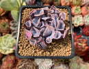 Echeveria 'Trumpet Pinky' 2" Succulent Plant