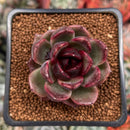 Echeveria 'Black Eye' 1" Succulent Plant