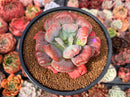 Echeveria 'Hearts Delight' 3"-4" Succulent Plant