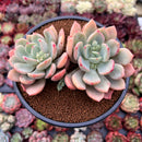 Echeveria sp. 4" Cluster Succulent Plant