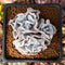 Echeveria 'Crispate Beauty' 2" Triple Headed Cluster Succulent Plant