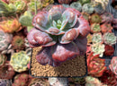 Echeveria 'Hearts Delight' 3" Succulent Plant