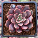 Echeveria 'Vasilisa' 1"-2" Succulent Plant