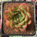 Echeveria Agavoides 'Happy' 2” Succulent Plant