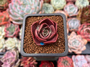 Echeveria 'Red Tan' 1" Succulent Plant