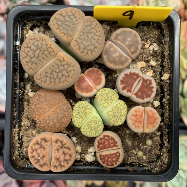 Collection of Lithops 2" (x11 Lithops)