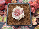 Echeveria 'Red Velvet' 1" Cluster Succulent Plant