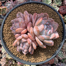 Echeveria 'Orange Monroe' 7" Cluster Extra Large Succulent Plant