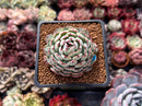 Echeveria 'Dark Minima' 1" Succulent Plant