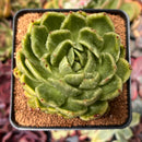 Echeveria Agavoides sp. Variegated 3" Succulent Plant