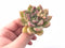 Echeveria Arje 2” Rare Succulent Plant