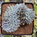 Echeveria 'Elegans Potosina' Crested 4" Succulent Plant