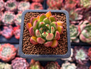 Echeveria Agavoides 'Miss Pinecone' 1" Succulent Plant