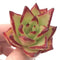 Echeveria Agavoides Ebony.1"-2” Rare Succulent Plant