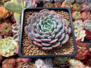 Echeveria 'Raffine' 3" Powdery Succulent Plant
