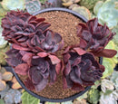 Echeveria 'Hanaikada' Crested 5" Succulent Plant
