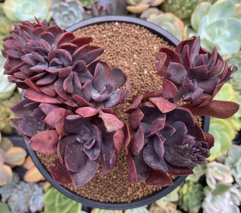 5 succulent plants Echeveria 'Hanaikada' Crested 5" Succulent Plant – True Succulents Plant Co