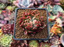 Echeveria Agavoides 'Red Gilva' Hybrid 1"-2" Succulent Plant