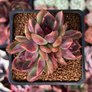 Echeveria 'Violet Cheese' 2" Succulent Plant