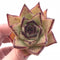 Echeveria Agavoides Montana 3” Rare Succulent Plant