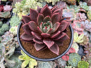 Echeveria 'Purple Champaign' 4" Succulent Plant