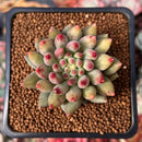 Pachyphytum 'Yeonji' 2" Succulent Plant