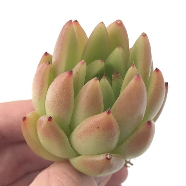Echeveria Agavoides 'Pink Maria' Hybrid 4" Succulent Plant