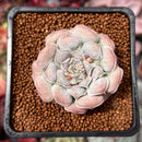 Echeveria 'Hearts Choice' 2" Succulent Plant