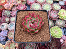 Echeveria 'Red Lance' 2" New Hybrid Succulent Plant