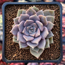 Echeveria 'Pastel Leon' 1"-2" Succulent Plant
