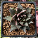 Echeveria 'Purpusorum' White Form 2" Succulent Plant