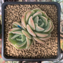 Echeveria 'Ice Cone' 2" Cluster New Hybrid Succulent Plant