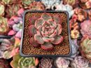 Echeveria 'Glam Pink' 1" Succulent Plant