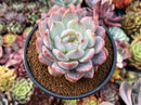 Echeveria 'Hosikage' 4" Succulent Plant