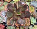 Echeveria 'Primadonna' Variegated 3" Succulent Plant