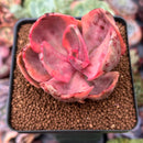 Echeveria 'Golden State' Variegated 2" Succulent Plant
