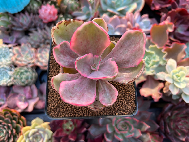 golden state succulents Echeveria 'Golden State' Variegated 2" Succulent Plant – True Succulents  Plant Co