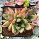 Echeveria sp. 3" Succulent Plant