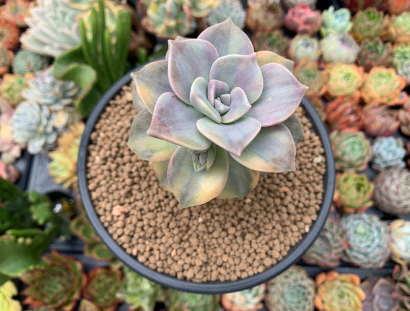 Graptopetalum 'Purple Delight' Variegated 4" Succulent Plant  True  Succulents Plant Co.
