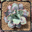 Echeveria 'Blue Spur' 3"-4" New Hybrid Succulent Plant