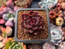 Echeveria 'Rosa Pink' 1"-2" Succulent Plant
