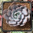 Echeveria 'Ice Purple' 2" Succulent Plant
