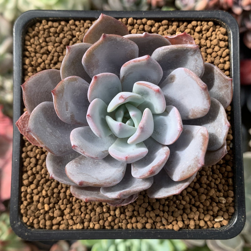 ice succulent Echeveria 'Ice Purple' 2" Succulent Plant