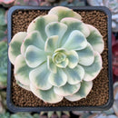 Echeveria ‘Compton Carousel’ Variegated 2” Succulent Plant