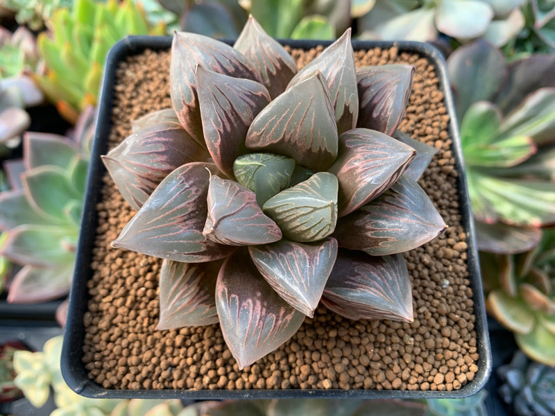 Haworthia 'Black Orpheus' 3