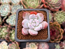Echeveria 'Ivory' 1" Powdery Succulent Plant