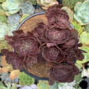 Aeonium 'Halloween' Crested 5" Large Succulent Plant