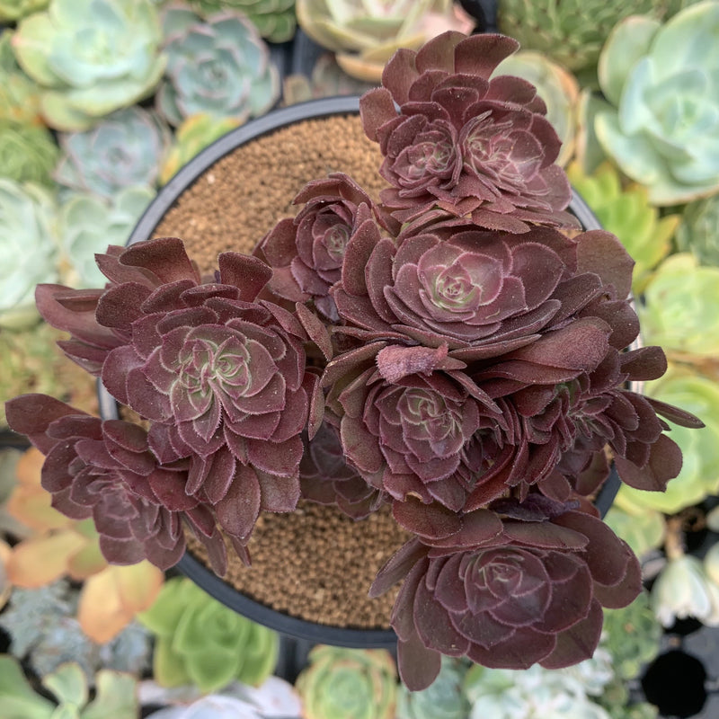 large flower shaped succulent Aeonium 'Halloween' Crested 5" Large Succulent Plant – True Succulents Plant  Co