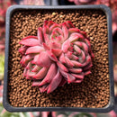 Echeveria 'Sabarez' 2" Cluster Succulent Plant